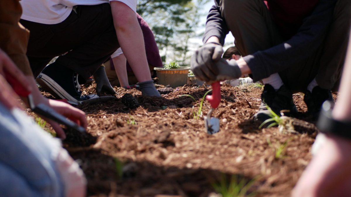 Calvin students plant native plants in new garden near Hiemenga. 